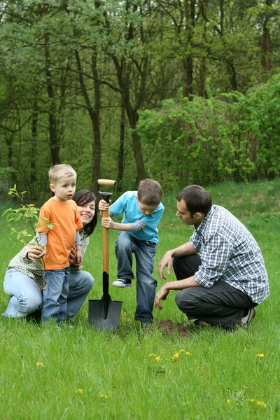 父亲母亲和儿子种植一棵树 一起工作 — 图库照片
