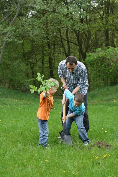 Planter un arbre — Photo