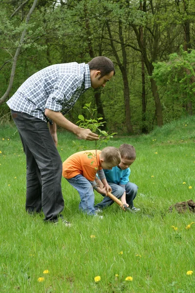 Ojciec Synowie Sadzenie Drzew Współpraca — Zdjęcie stockowe