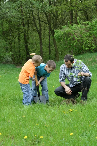 Vater Und Söhne Pflanzen Einen Baum Zusammenarbeit — Stockfoto