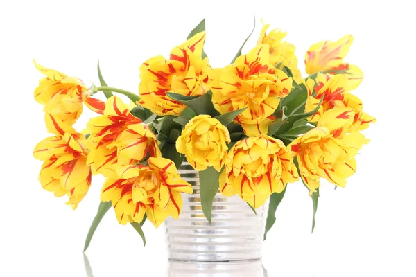 Cubo Lleno Tulipanes Amarillos Sobre Fondo Blanco — Foto de Stock