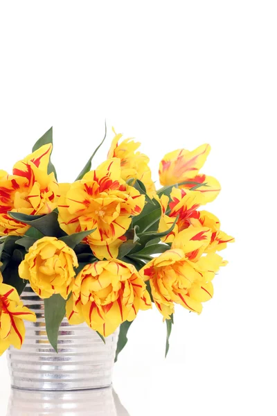 Plechovka tulipány — Stock fotografie