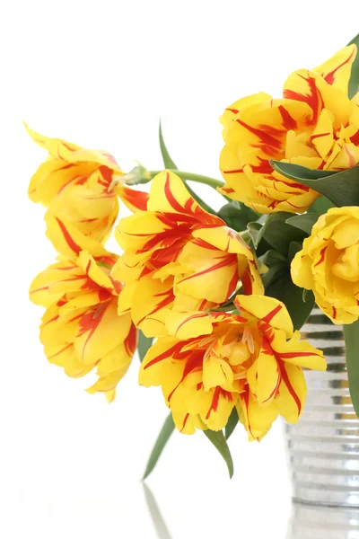 Відро Повне Жовтих Тюльпанів Білому Тлі — стокове фото