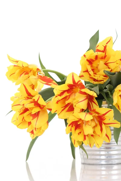Cubo Lleno Tulipanes Amarillos Sobre Fondo Blanco —  Fotos de Stock