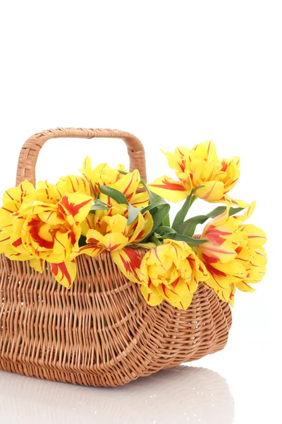 Korb Voller Gelber Tulpen Auf Weißem Hintergrund — Stockfoto