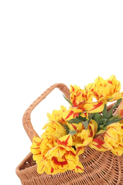 Korb mit Tulpen — Stockfoto