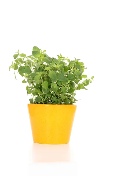 Oregano Fehér Háttér Herb Serie Pot — Stock Fotó