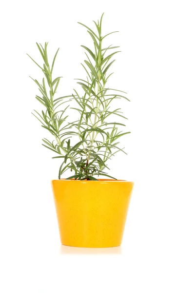 Beyaz Arka Planda Herb Serie Tencerede Biberiye — Stok fotoğraf