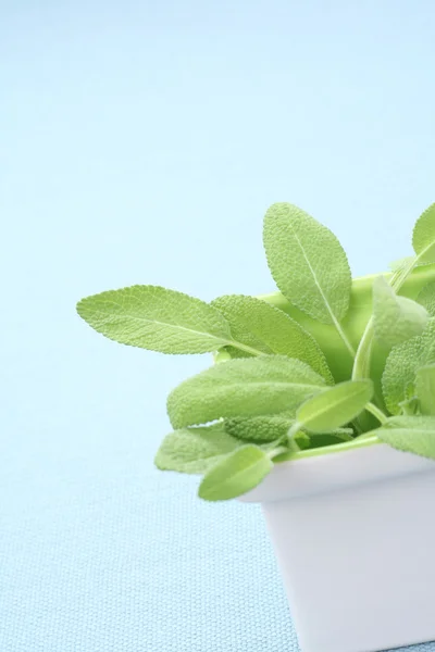 Close Ups Fresh Sage Food Drink — Stock Photo, Image