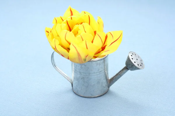 Beautiful Tulip Watering Can Blue Background — Stock Photo, Image