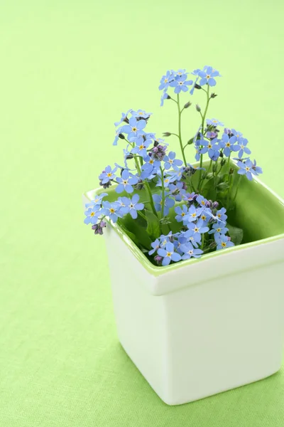 Schöne Frühlingsblumen Vergiss Mich Nicht Auf Grün — Stockfoto