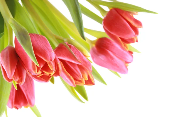 群的白色上孤立的可爱红色郁金香 — 图库照片