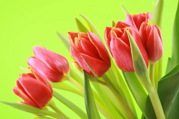 Куча Прекрасных Красных Тюльпанов Изолированных Зеленый — стоковое фото