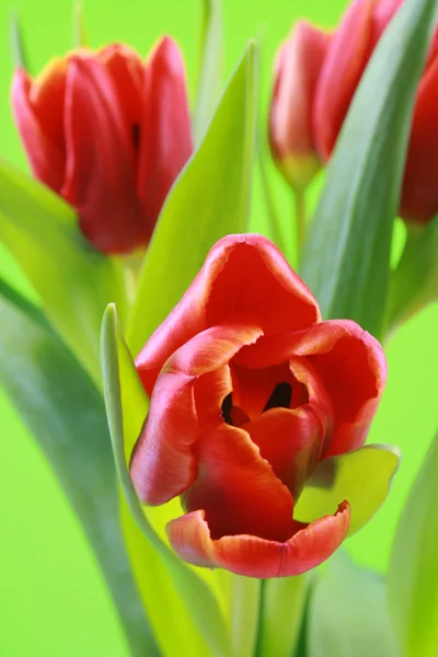 Bouquet Belles Tulipes Rouges Isolées Sur Vert — Photo