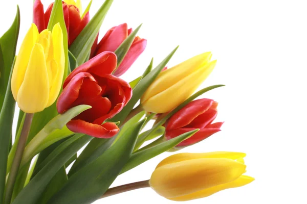 Banda Krásné Červené Žluté Tulipány Izolovaných Bílém — Stock fotografie