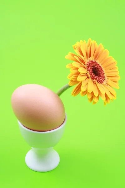 一个鸡蛋和绿色背景上的黄色非洲菊 — 图库照片