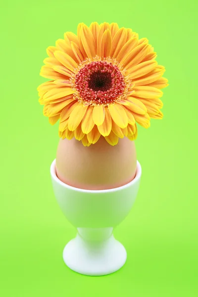 One Egg Yellow Gerbera Green Background — Stock Photo, Image