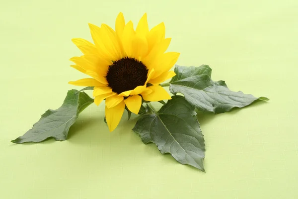 stock image Sunflower