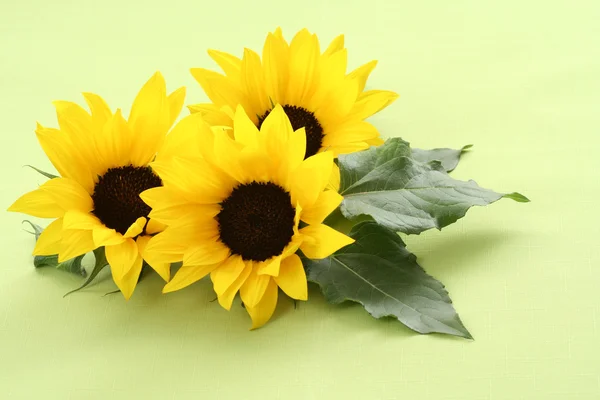 Three Beautiful Sunflowers Green Background — Stock Photo, Image