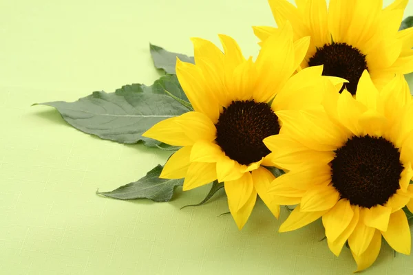 Three Beautiful Sunflowers Green Background — Stock Photo, Image