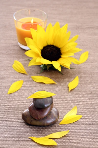 Sunflower spa — Stock Photo, Image