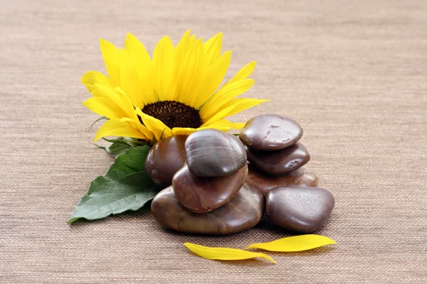 stock image Sunflower spa