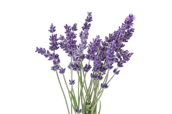 Bos Van Lavendel Witte Achtergrond — Stockfoto
