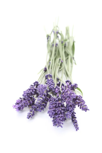 Lavendelstrauß Auf Weißem Hintergrund — Stockfoto