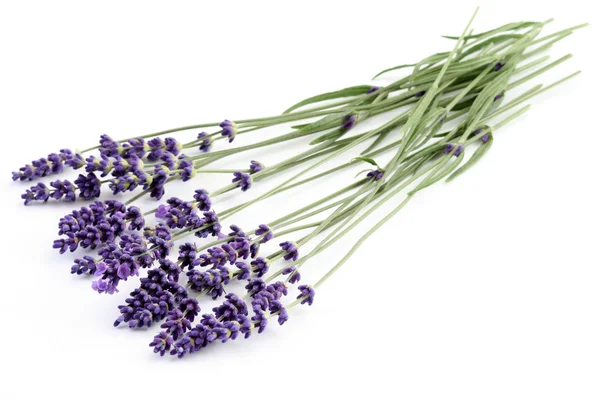 Bunch Lavender White Background — Stock Photo, Image