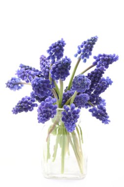 lovely bunch of grape hyacinth isolated on white clipart