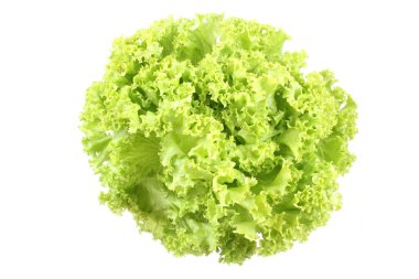 fresh lettuce - lollo bindo - isolated on white clipart