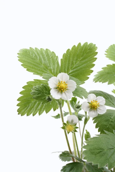 stock image close-ups of strawberry plant with flowers isolated on white