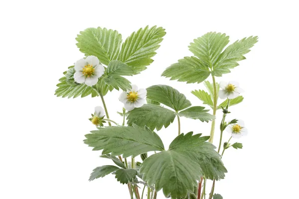 Close Ups Van Aardbei Plant Met Bloemen Geïsoleerd Wit — Stockfoto