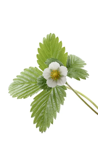 Κοντινά Πλάνα Του Φυτό Φράουλα Λουλούδια Που Απομονώνονται Λευκό — Φωτογραφία Αρχείου