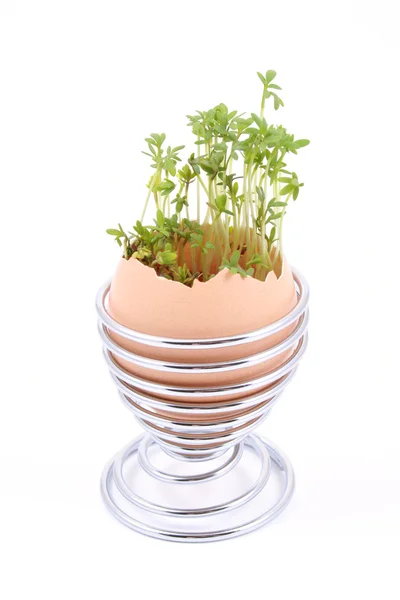 Easter Decoration Egg Green Cress Blue — Stock Photo, Image