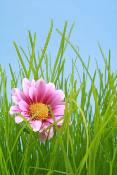 在蓝蓝的天空上的绿草可爱粉色雏菊 — 图库照片