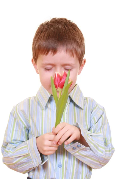 Fünfjähriger Junge Mit Roter Tulpe Isoliert Auf Weißem Grund — Stockfoto