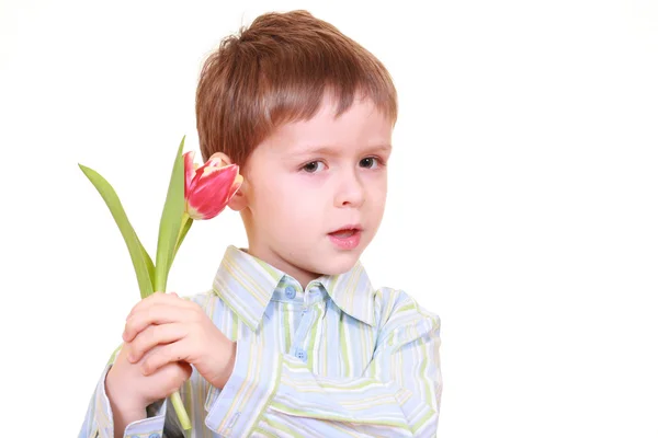 Menino Cinco Anos Com Tulipa Vermelha Isolada Branco — Fotografia de Stock