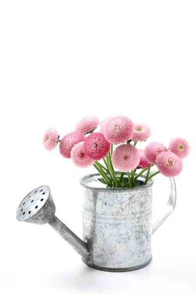 Detailní Záběry Krásné Sedmikrásky Květin Konvy Izolovaných Bílém — Stock fotografie