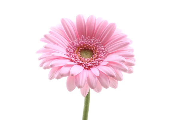 Śliczny Różowy Gerbera Białym Tle — Zdjęcie stockowe