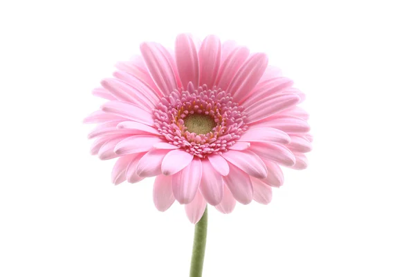 stock image lovely pink gerbera isolated on white