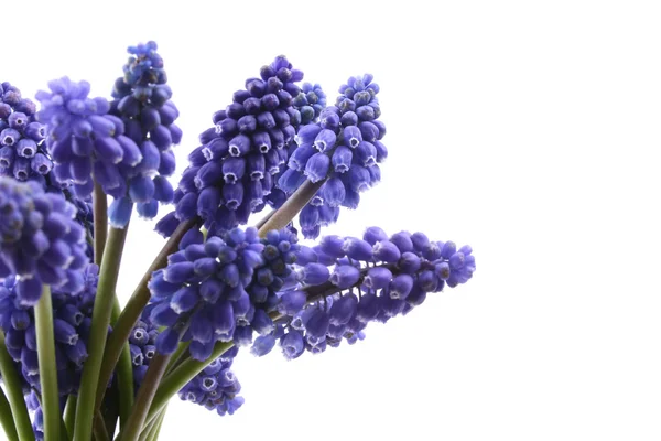 Mooie Bos Van Druivenmost Hyacint Geïsoleerd Wit — Stockfoto