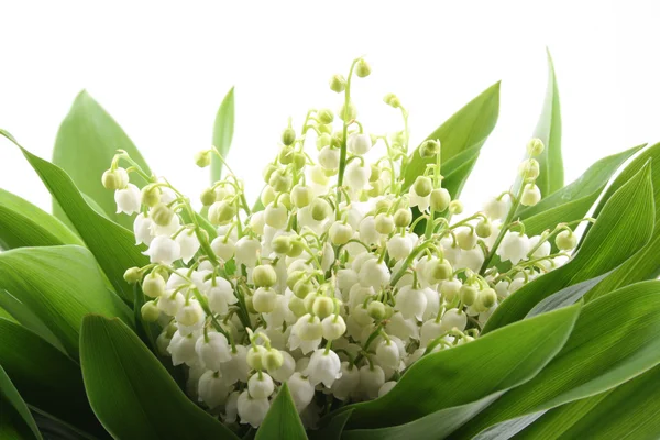 stock image Lily of the valley