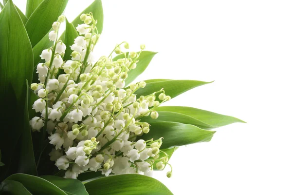 stock image lovely bunch of lily of the valley isolated on white