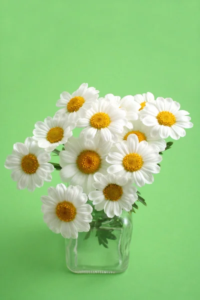 Kadife çiçekleri — Stok fotoğraf