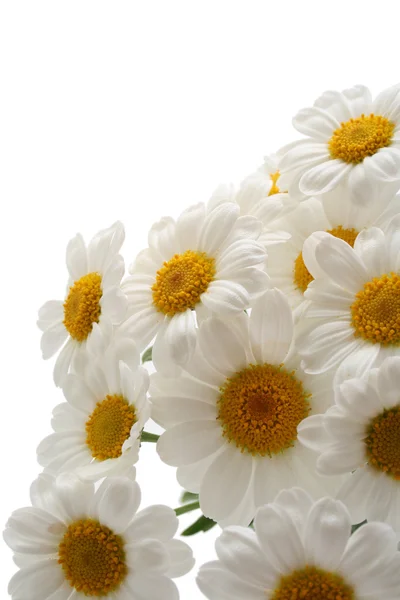 Nahaufnahmen Der Weißen Ringelblume Isoliert Auf Weiß — Stockfoto