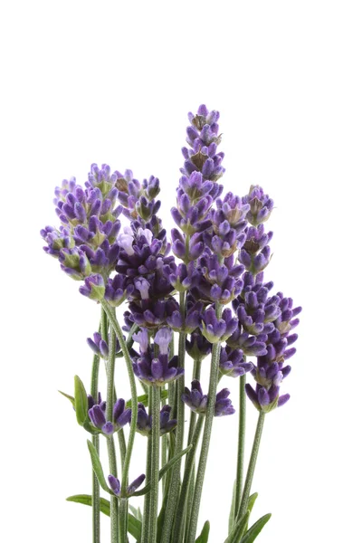 Bunch Lavender Flowers Isolated White — Stock Photo, Image