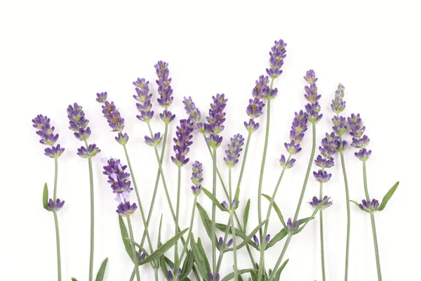 Viele Lavendelblüten Isoliert Auf Weiß — Stockfoto
