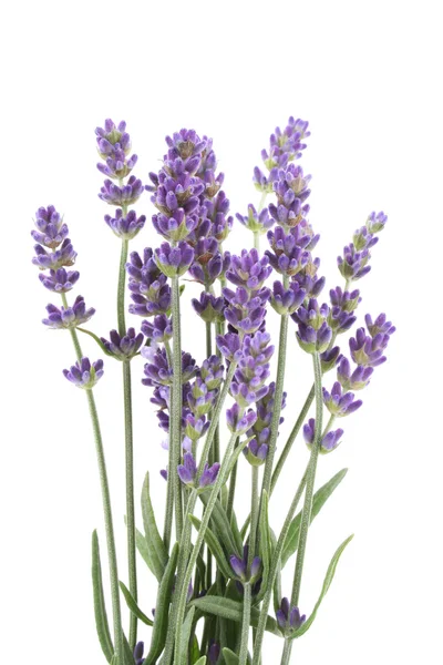Bos Van Lavendel Bloemen Geïsoleerd Wit — Stockfoto