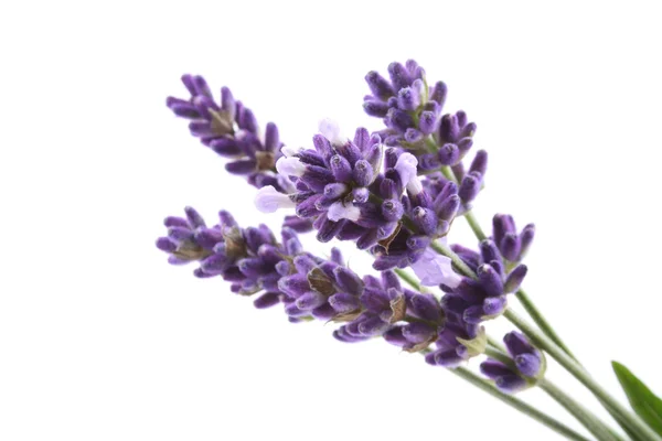 Lavendelblüten Auf Weißem Hintergrund Blumen Und Pflanzen — Stockfoto